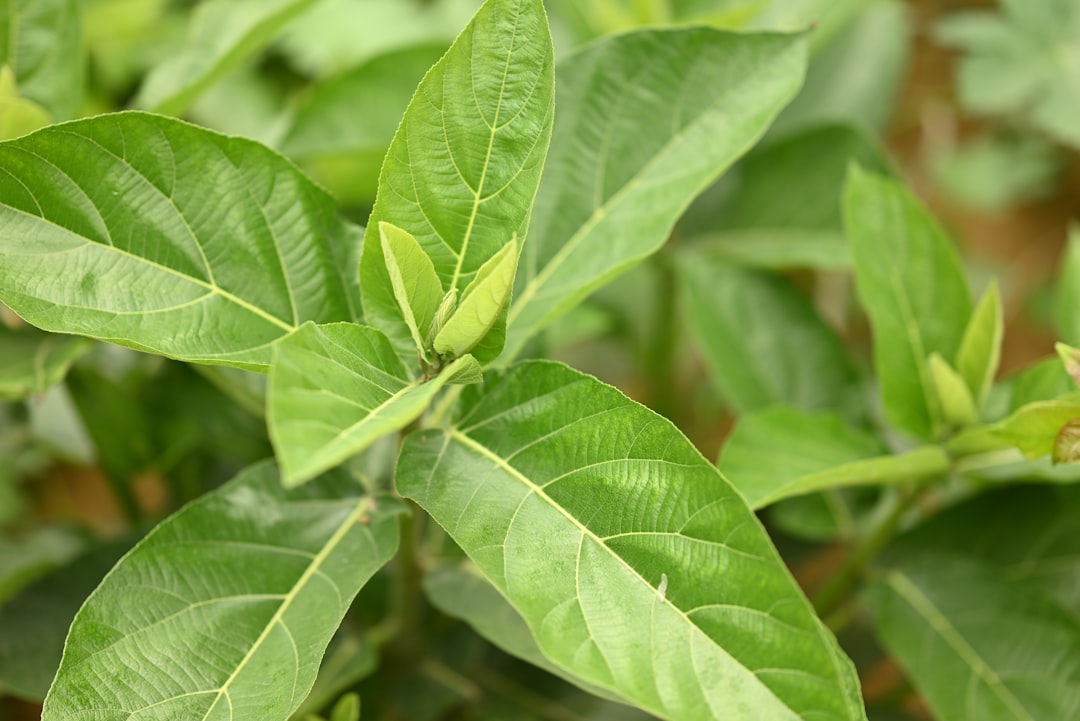 Vibrant green leaves of a healthy plant are shown.